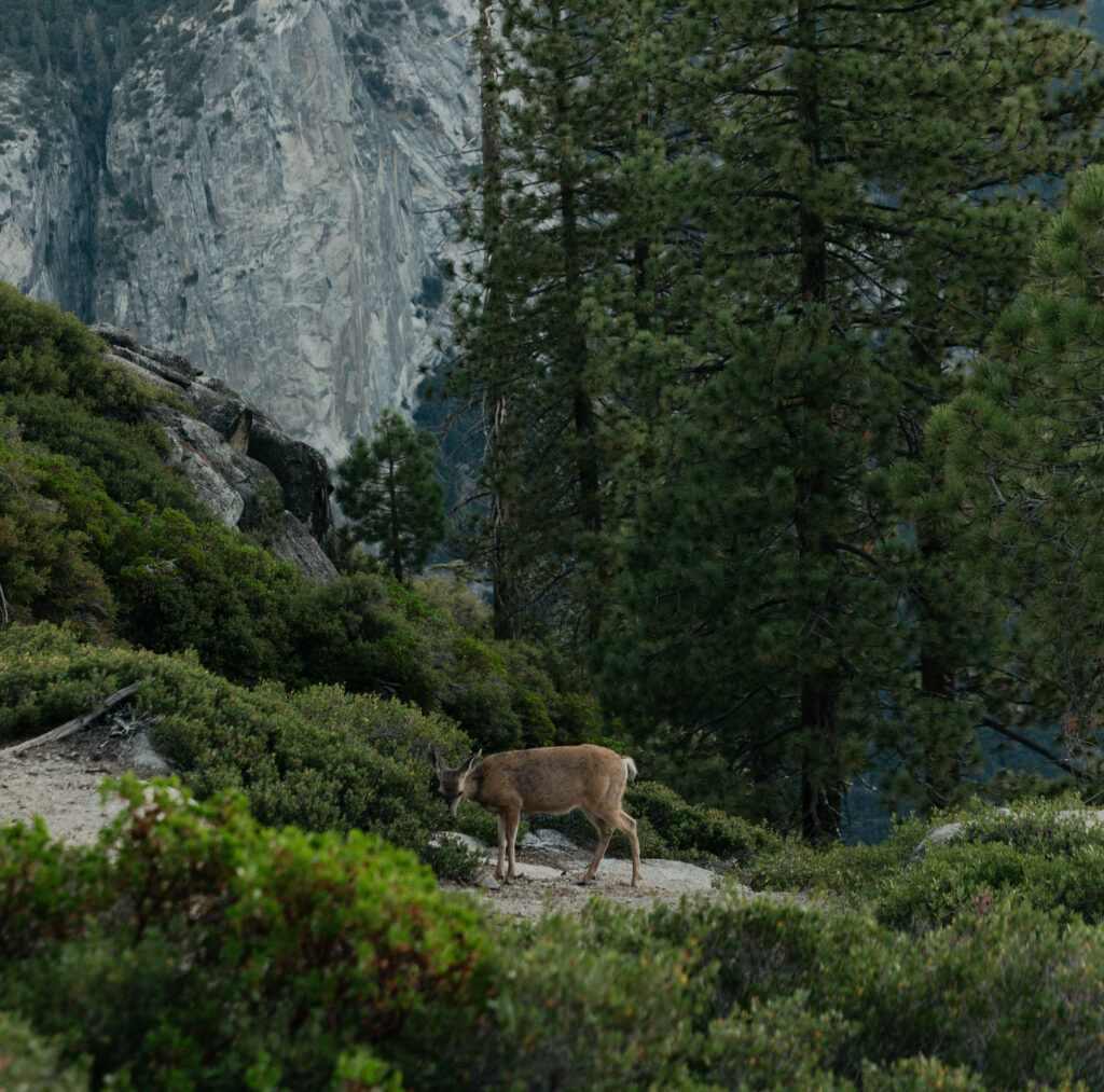 Deer wandering near Glacier Point during an early morning Yosemite elopement
